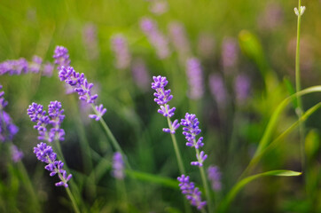 lavender purple flowers in the field, concept, with blurred background and foreground