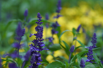 Lavendel oder ähnliche blaue Blumen, Sommer und Garten in einer natürlichen Darstellung anhand von Details in einer Nahaufnahme - obrazy, fototapety, plakaty