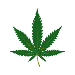 A green leaf of marijuana or cannabis on a white background.