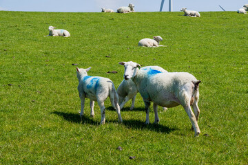 sheep and lambs