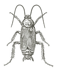 Male oriental cockroach blatta orientalis in dorsal view, after antique engraving - obrazy, fototapety, plakaty