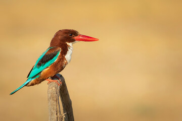 Colorful bird White throated Kingfisher. Yellow nature background. 
