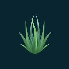 Agave plant vector illustration  isolated from background