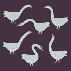 Collection set of hand drawn white geese in various poses. Cute farm goose character vector illustration. Group of cartoon birds with long neck. Childish poultry animal with feathers, beak and wings