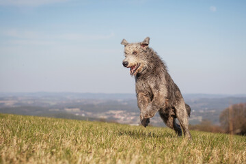 Irish Wolfhound runs on the top of the hill.