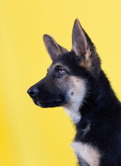 The german shepherd puppy on a yellow background