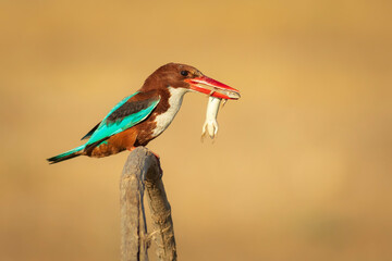 Colorful bird White throated Kingfisher. Yellow nature background. 