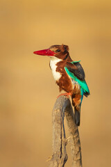 Colorful bird White throated Kingfisher. Yellow nature background. 
