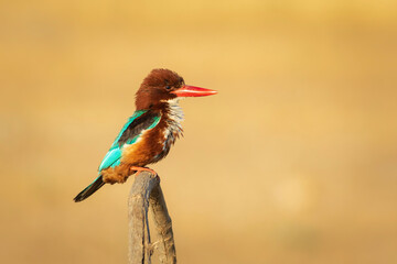 Colorful bird White throated Kingfisher. Yellow nature background. 