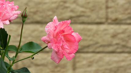 Pink rose in the garden close-up