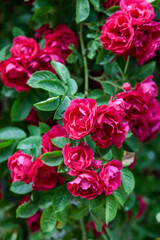 Flowers in an urban environment