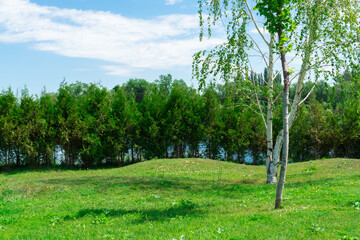 Birch trees in a picturesque green glade against the background of shrubby trees