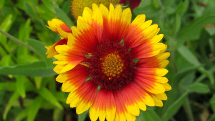 Gaillardia flower in close - up blooming surrounded by grass