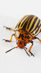 One Colorado beetle on a white paper surface close-up. Not isolated. Bright vertical illustration about insects, pests of agricultural plants, farm and gardening. Macro