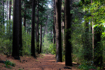 Beautiful Tree In The Middle Of A Forest