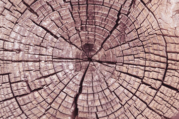 Fototapeta premium Death of an old tree. The texture of the tree in the stump. Cut Log Ends dry cracked wood.