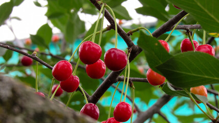 Mature red cherry in close-up