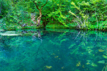 lake in the forest