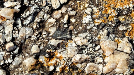 bark of tree