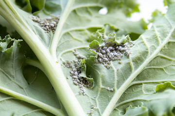 Grey cabbage aphids on kale leaf. Macro. Clusters of small sap-sucking mealy cabbage aphids or...