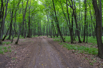 Forest Road. Samarskaya Luka.