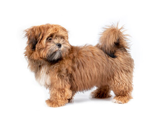 Fototapeta na wymiar Fluffy puppy dog in need of grooming or haircut. 6 month old small male dog standing sideways. Light-apricot color and black nose. Known as Zuchon teddy bear, Shichon or fuzzy wuzzy puppy. Isolated.