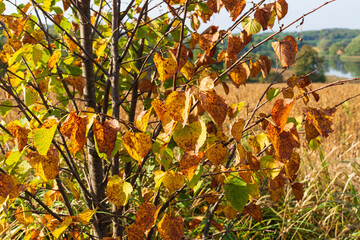 With the arrival of autumn, the leaves turn yellow and oval