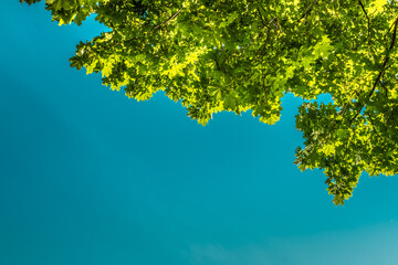 Green maple leaves on a blue background.