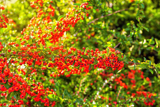 Autumn ripe red Pyracantha berries on twigs