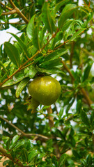 Granado árbol frutal con granadas en fase de desarrollo