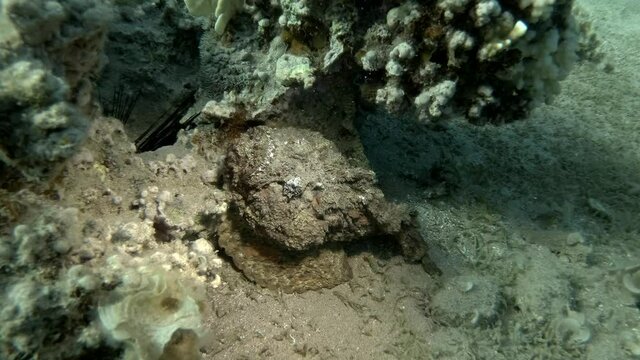 Stonefish lies well camouflaged under the corals. Reef Stonefish (Synanceia verrucosa)
