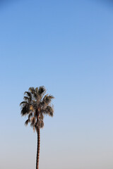 holiday palm tree leaves photo