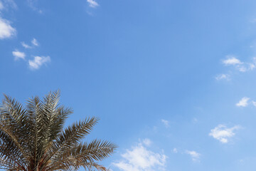 holiday palm tree leaves photo