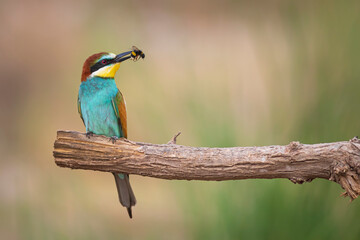 Colorful bird and its hunt. Yellow green nature background. Bird: European Bee eater. Merops apiaster. 