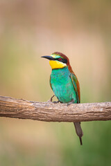 Colorful bird and its hunt. Yellow green nature background. Bird: European Bee eater. Merops apiaster. 