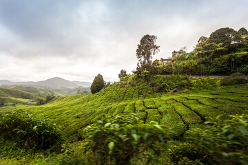 hiking in the tea plantation. sightseeing in lovely landscapes with green leafs - Powered by Adobe