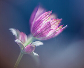 Fototapeta premium close up of a pink flower
