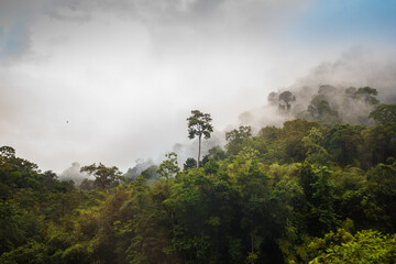 much haze and fog after rain in the malaysia jungle close to tea plantation. sightseeing in  Taman Negara national park