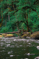 stream in the forest