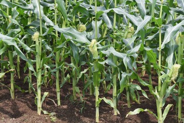 Obraz premium Corn cultivation and its growth. Corn is one of the three major grains in the world.