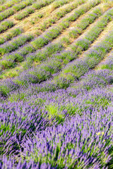 Lavender blooms, colorful fields and a fragrant landscape 