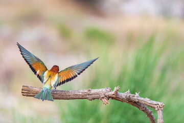 Colorful bird and its hunt. Yellow green nature background. Bird: European Bee eater. Merops apiaster. 