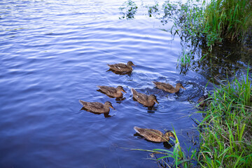 Group of wild brown ducks in blue water next to green grass.