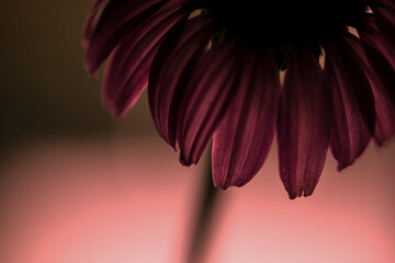 roter Sonnenhut - Echinacea purpurea, close up, rosa Touch