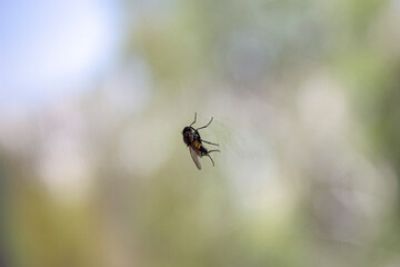 spider on the web