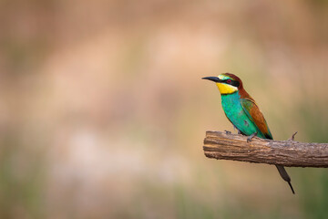 Colorful bird and its hunt. Yellow green nature background. Bird: European Bee eater. Merops apiaster. 