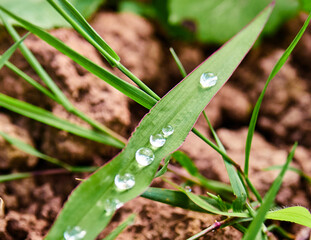 Gotas de agua sobre planta verde