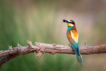 Colorful bird and its hunt. Yellow green nature background. Bird: European Bee eater. Merops...