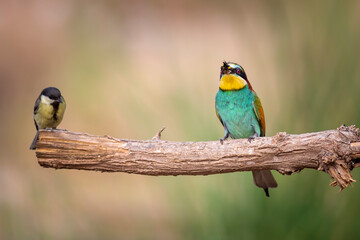 Colorful bird and its hunt. Yellow green nature background. Bird: European Bee eater. Merops...