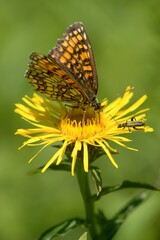 butterfly on yellow flower